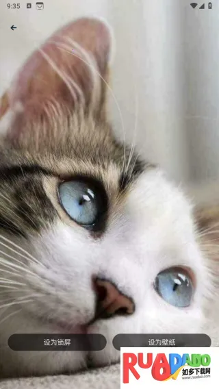 萌猫公园日常(宠物翻译)