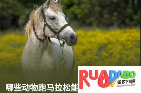 知乎日报(资讯阅读软件) 知乎日报(资讯阅读软件)