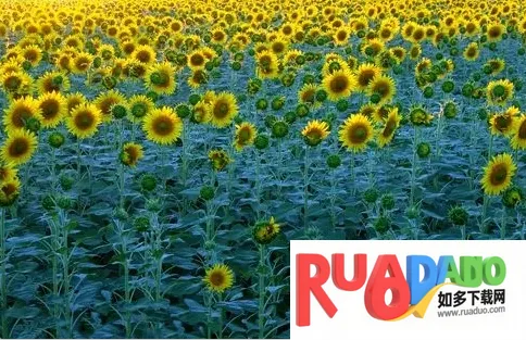 原原相机(手机拍照工具) 原原相机(手机拍照工具)