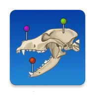 vet Anatomy2026最新版本