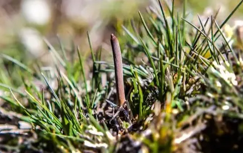 乐见虫草2025下载 乐见虫草2025下载