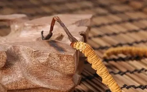 乐见虫草2025下载 乐见虫草2025下载