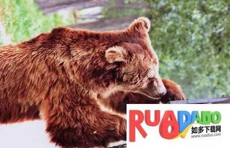 中国动物园协会2026官方正版