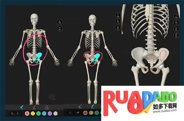 解剖大师2026最新版本