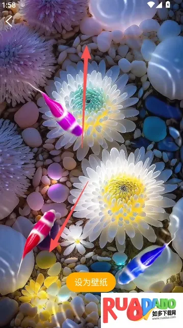 锦鲤金鱼壁纸(壁纸软件功能全)