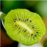 新猕猴桃TV(视频观看软件)